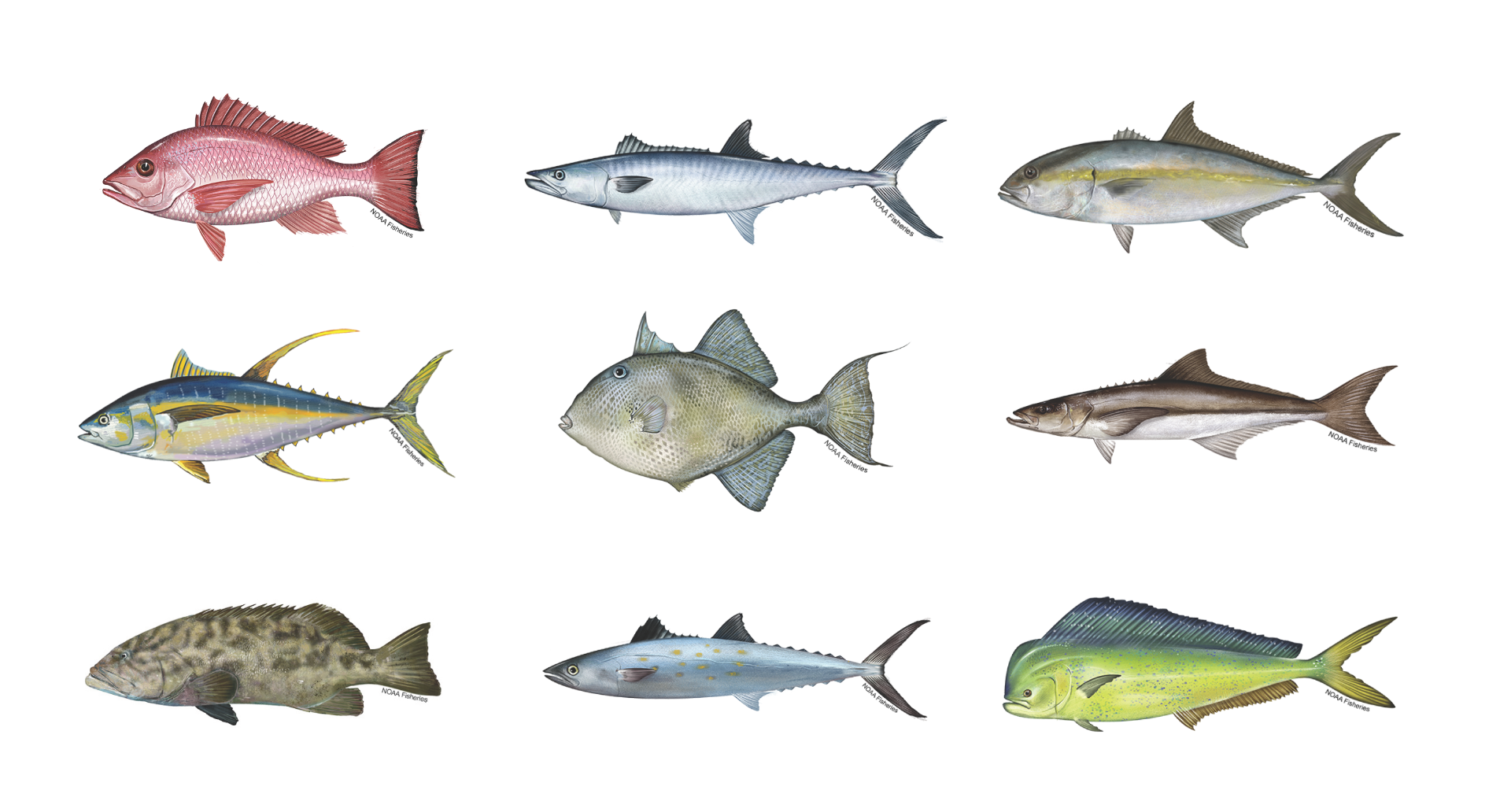 Various Marine Sportfish of Alabama