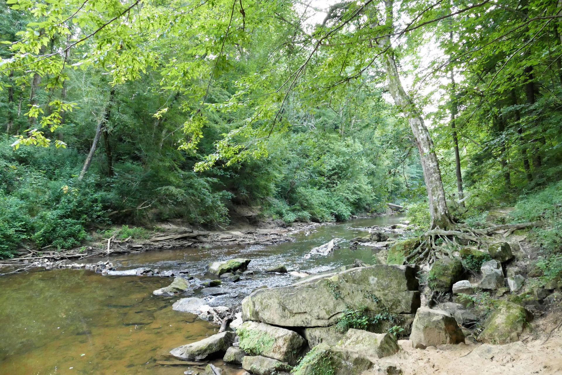 A beautiful rocky creek bank in the Bankhead National Forest 