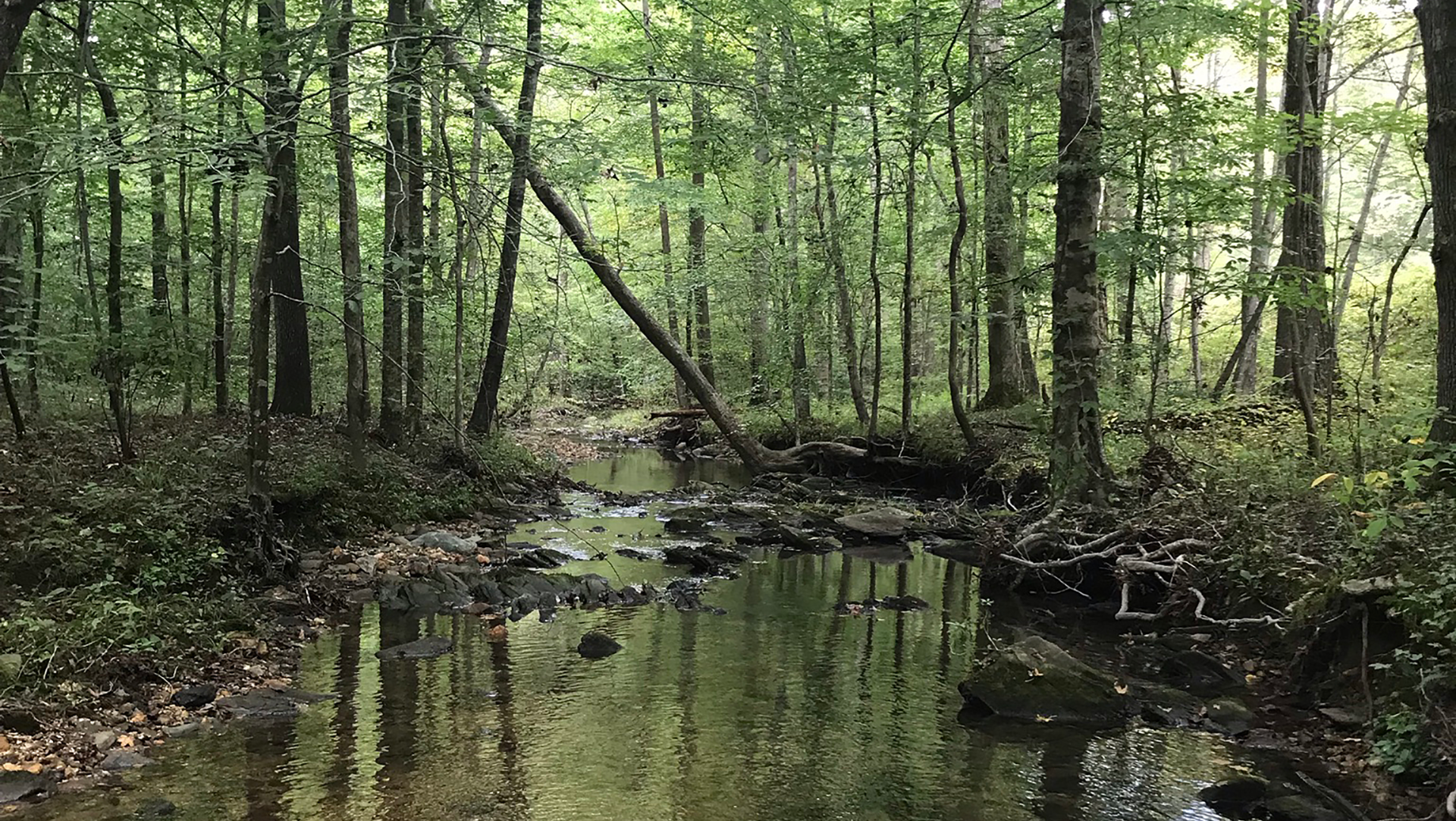 A shaded stream in the Talladega National Forest. 